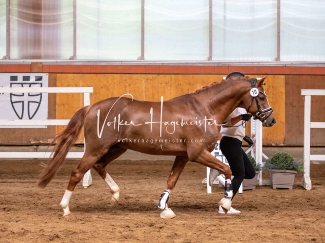 Impressionen ZfdP Frühjahrskörung 21