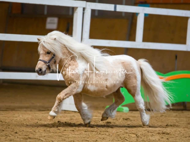 Impressionen ZfdP Frühjahrskörung 24
