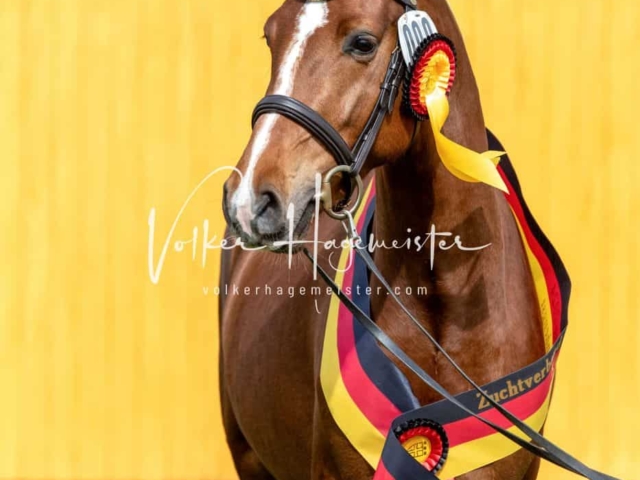 Impressionen ZfdP Frühjahrskörung 25