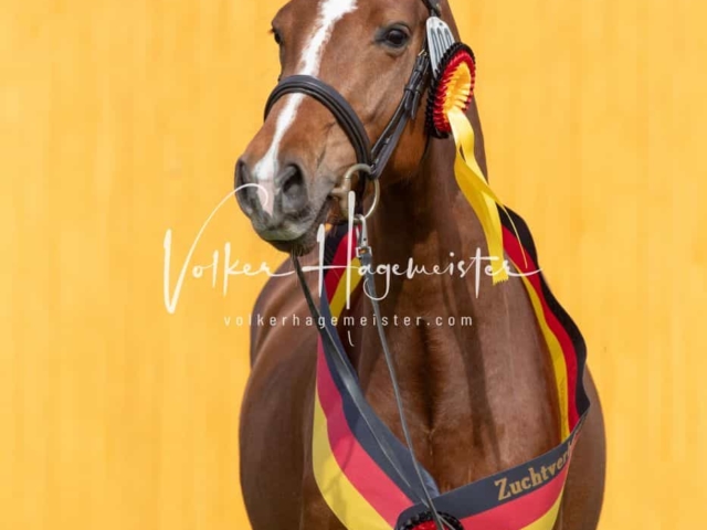 Impressionen ZfdP Frühjahrskörung 26