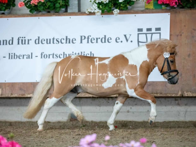 Impressionen ZfdP Sommerkörung 3