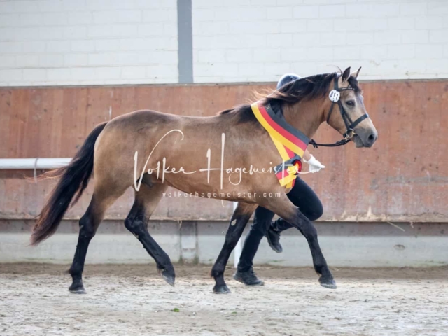 Impressionen ZfdP Sommerkörung 11