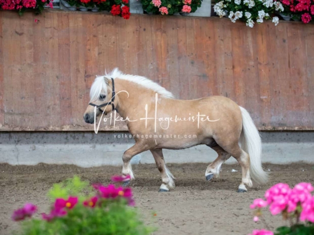 Impressionen ZfdP Sommerkörung 4