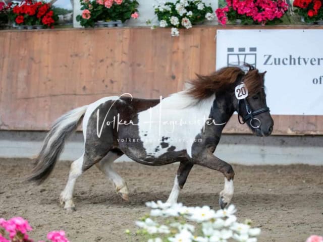 Impressionen ZfdP Sommerkörung 9