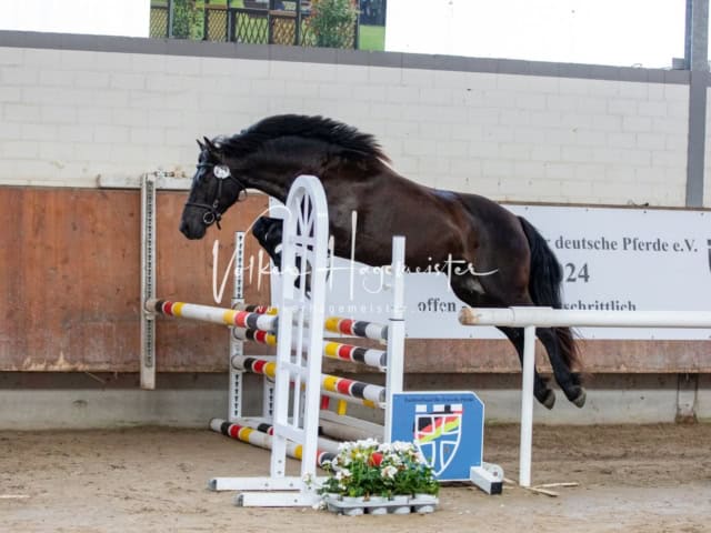 Impressionen ZfdP Sommerkörung 26