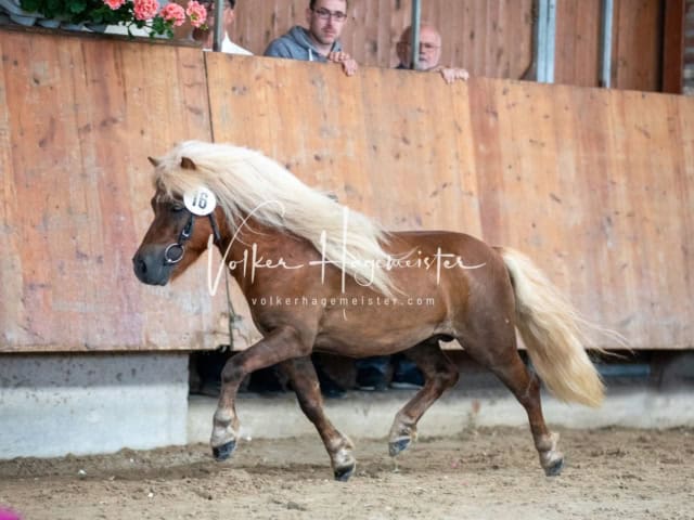 Impressionen ZfdP Sommerkörung 1