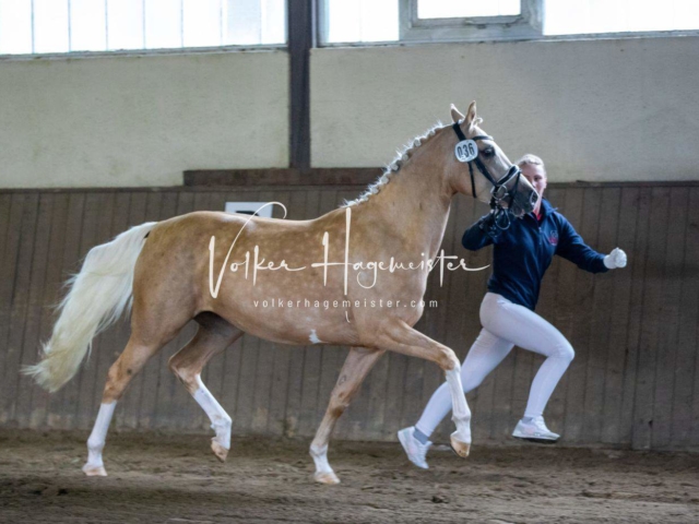 Impressionen PSB Eliteschau nachmittags 1