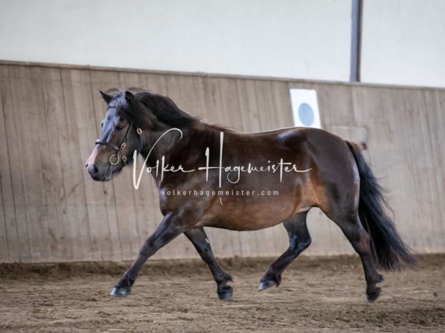 Impressionen PSB Eliteschau vormittags 14