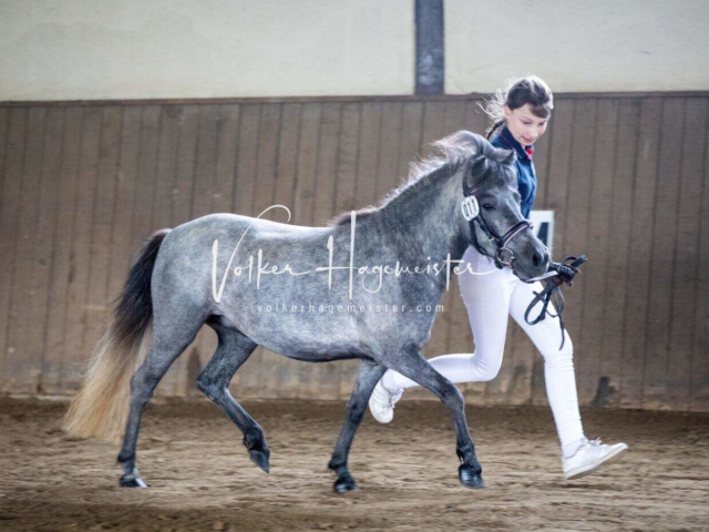 Impressionen PSB Eliteschau vormittags 17