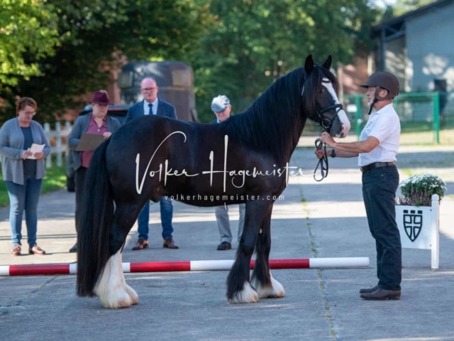 ZfdP Körung Verden 9