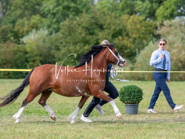 IG Schau nachmittags 2