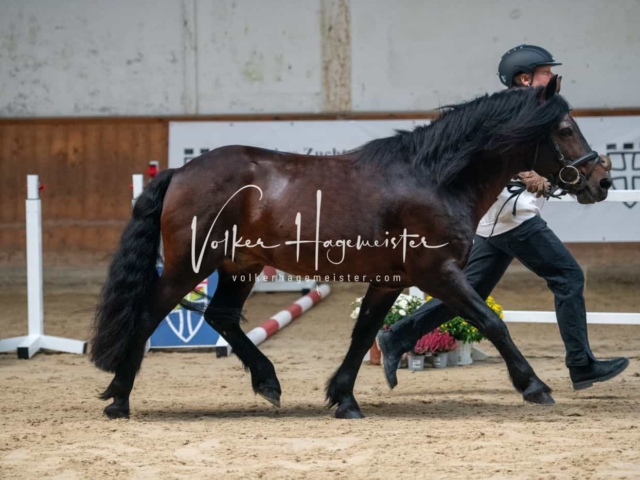 ZfdP Körung Verden 13