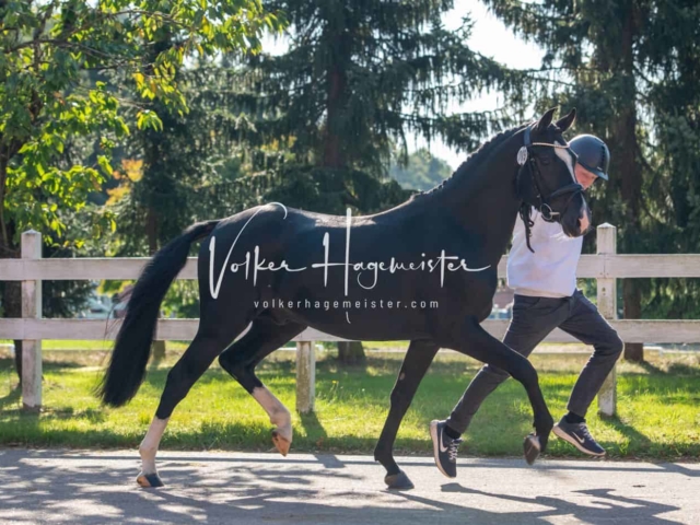 ZfdP Körung Verden 19