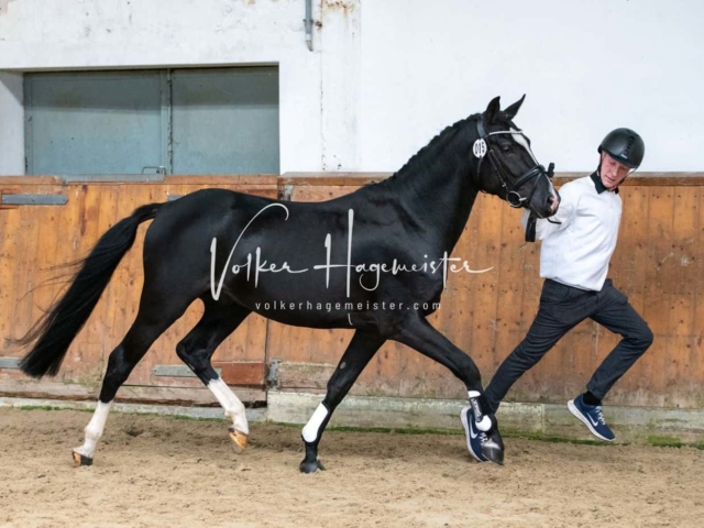 ZfdP Körung Verden 21