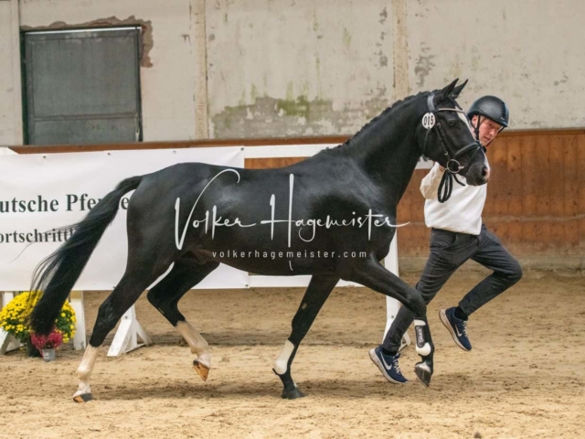 ZfdP Körung Verden 22