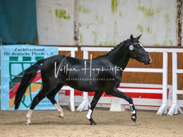 ZfdP Körung Verden 23