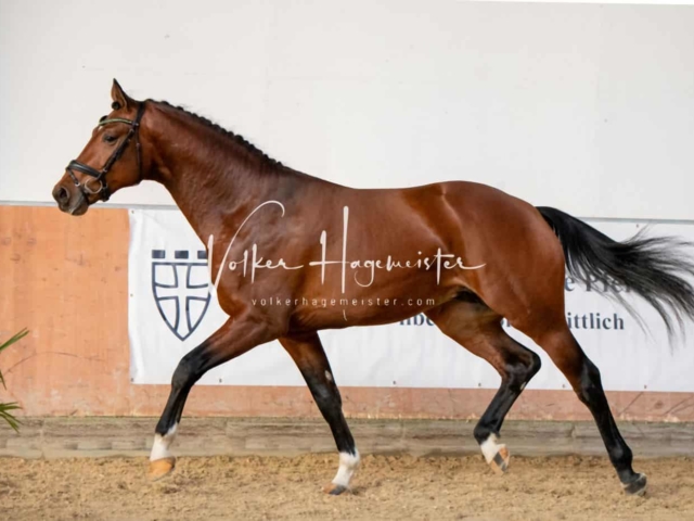 ZfdP Körung Kranichstein Deutsches Pferd 12