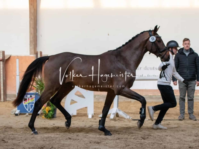 ZfdP Körung Kranichstein Deutsches Pferd 10