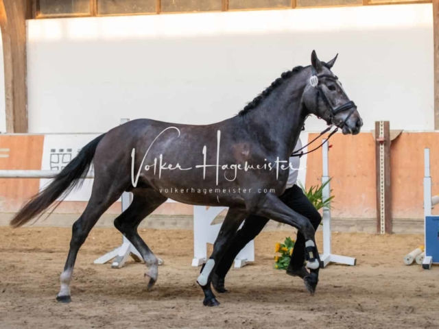 ZfdP Körung Kranichstein Deutsches Pferd 24