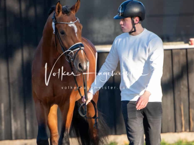 ZfdP Körung Kranichstein Deutsches Pferd 2