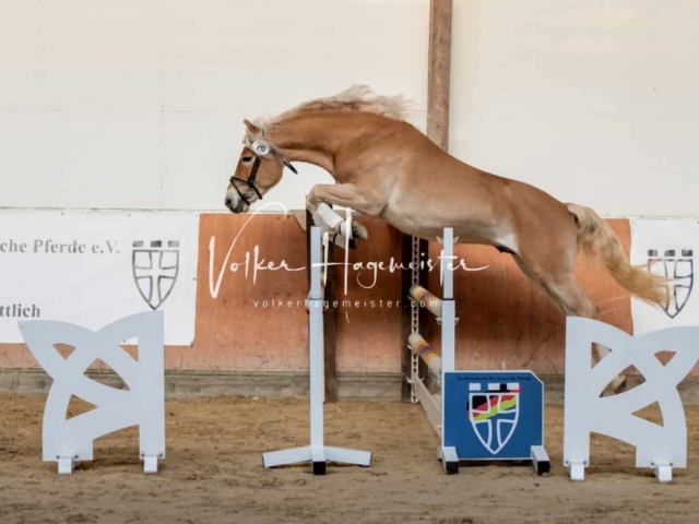 ZfdP Körung Kranichstein Ponys 7