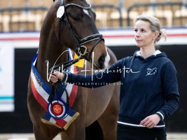 PSB Körung Sieger mehr folgt 2