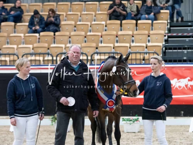 PSB Körung Sieger mehr folgt 3