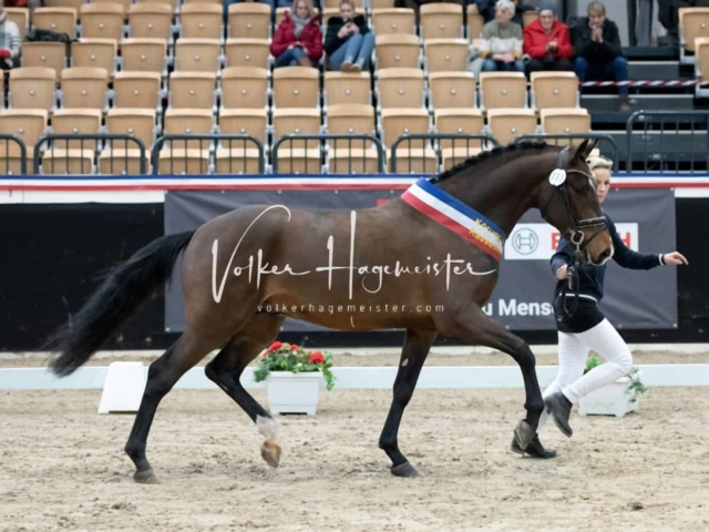 PSB Körung Sieger mehr folgt 4
