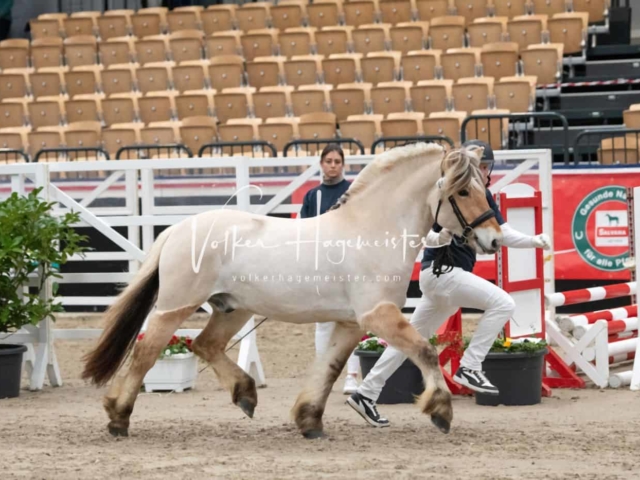 PSB Körung Sieger mehr folgt 5