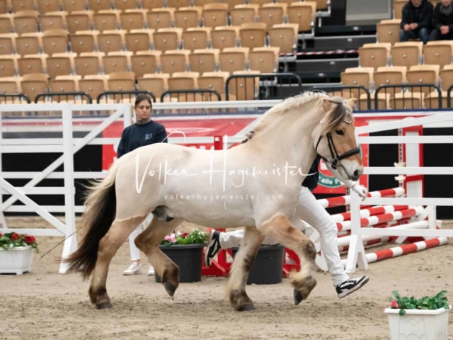 PSB Körung Sieger mehr folgt 7