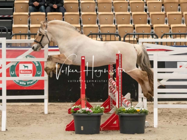 PSB Körung Sieger mehr folgt 8