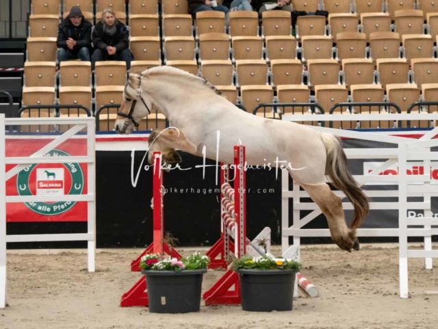 PSB Körung Sieger mehr folgt 9