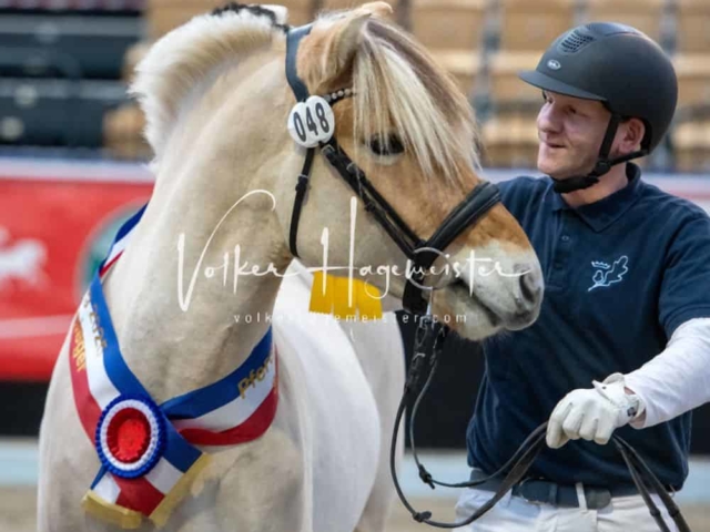 PSB Körung Sieger mehr folgt 10