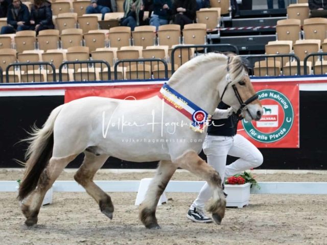 PSB Körung Sieger mehr folgt 12