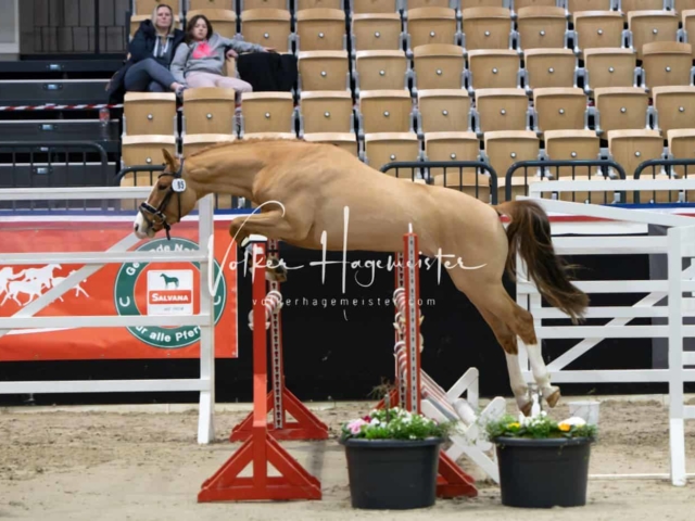 PSB Körung unsortiert 2