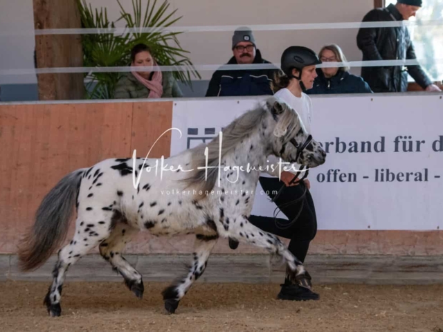 ZfdP Körung Kranichstein Ponys 4