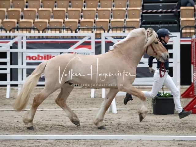 PSB Körung unsortiert 3