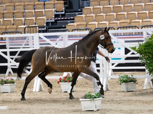 PSB Körung unsortiert 5