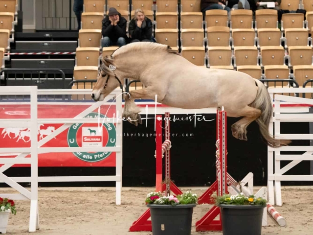 PSB Körung unsortiert 6