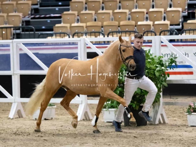 PSB Körung Sieger mehr folgt 14
