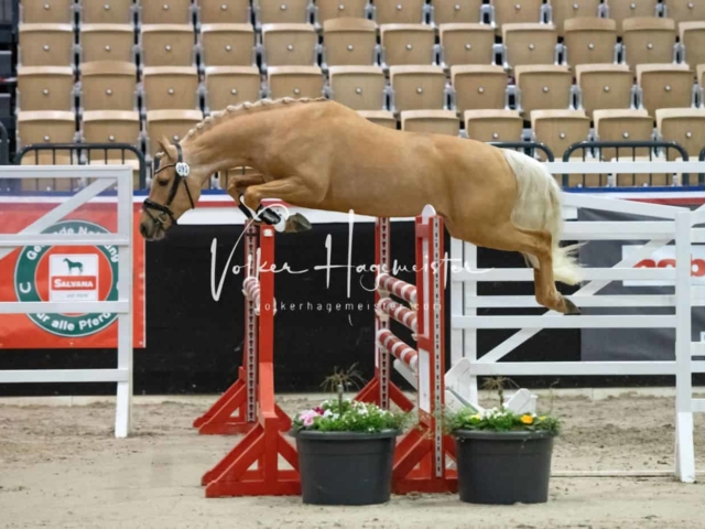 PSB Körung Sieger mehr folgt 15