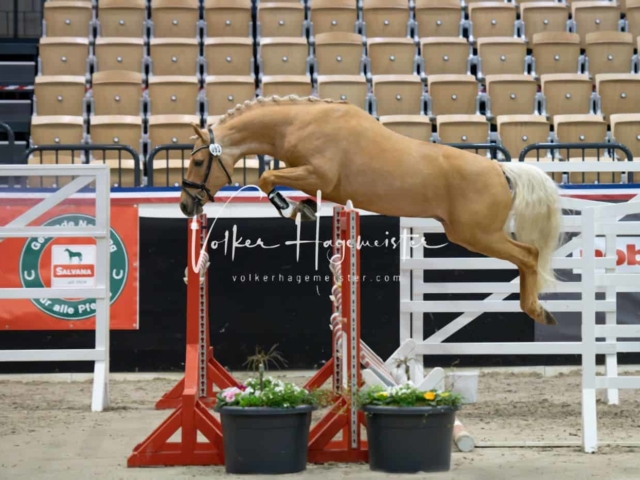 PSB Körung Sieger mehr folgt 16