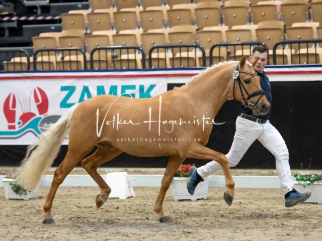 PSB Körung Sieger mehr folgt 17