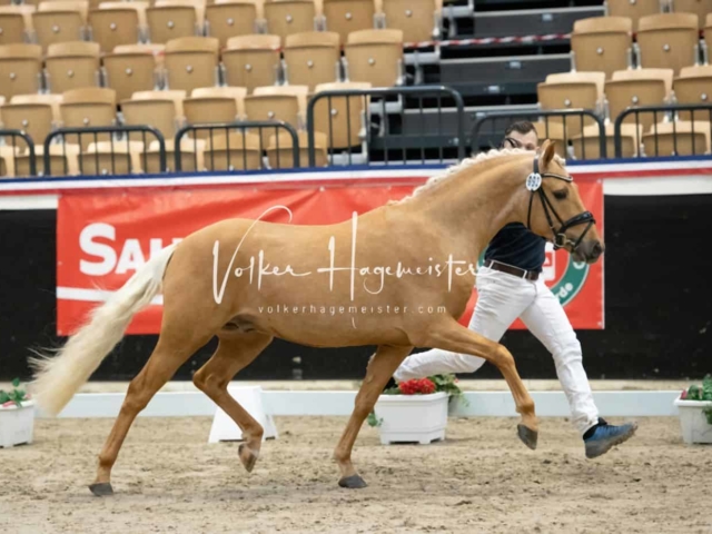 PSB Körung Sieger mehr folgt 18