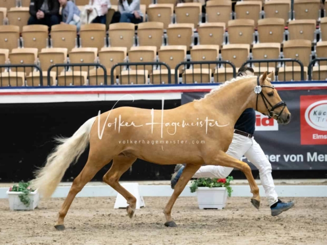 PSB Körung Sieger mehr folgt 19