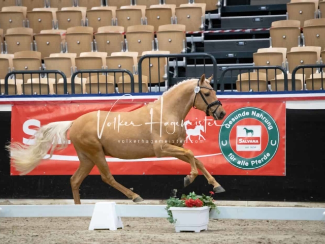 PSB Körung Sieger mehr folgt 20
