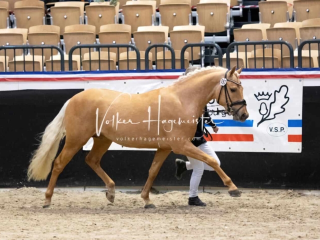 PSB Körung Sieger mehr folgt 22