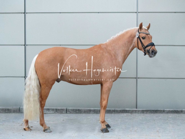 PSB Körung Sieger mehr folgt 23