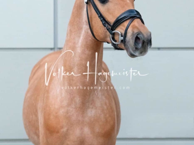 PSB Körung Sieger mehr folgt 24