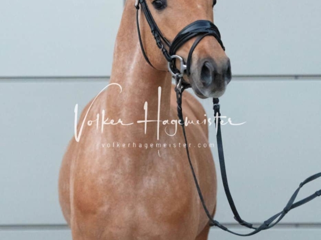 PSB Körung Sieger mehr folgt 25